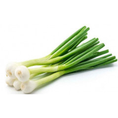 CEAPA VERDE LEGATURA MICA -CIPOLLA VERDE