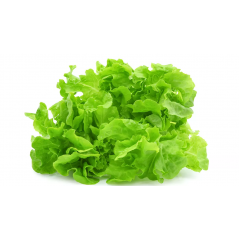 SALATA VERDE  - LATTUGA