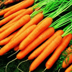 MORCOV SAC 10KG-CAROTA